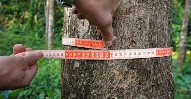 Inventário Florestal — consultoria ambiental Eco-Nativa